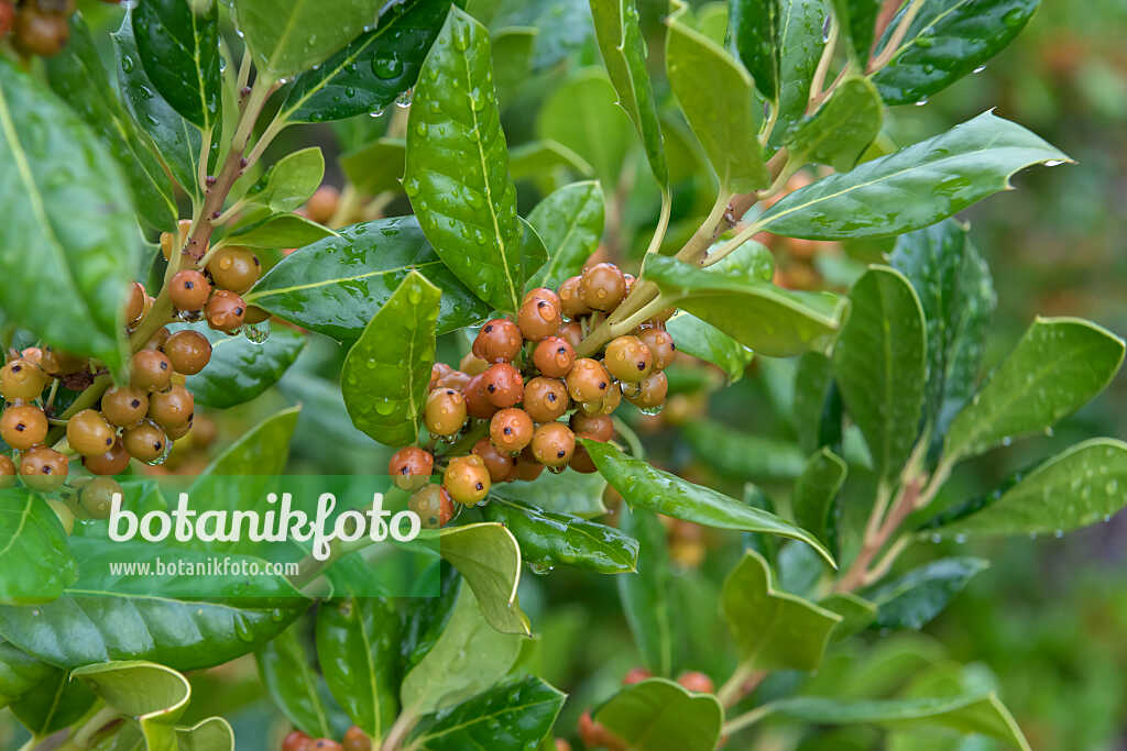 675170 - Stechpalme (Ilex Nellie R. Stevens)