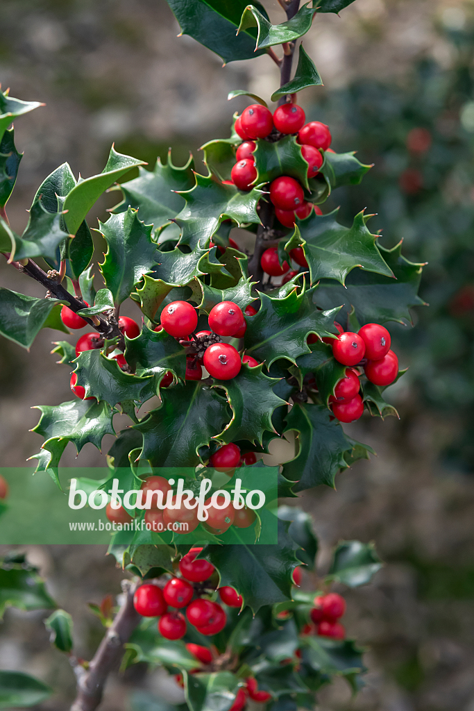 664211 - Stechpalme (Ilex x meserveae 'Blue Angel')