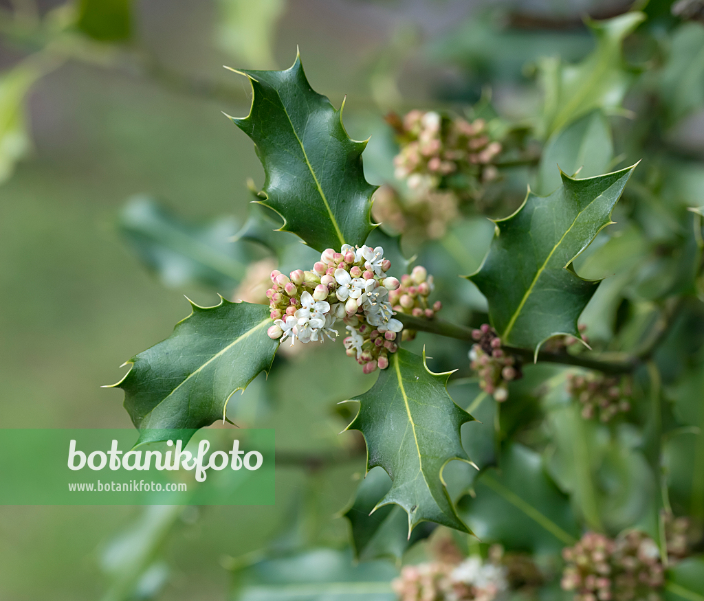 664212 - Stechpalme (Ilex x meserveae 'Blue Prince')