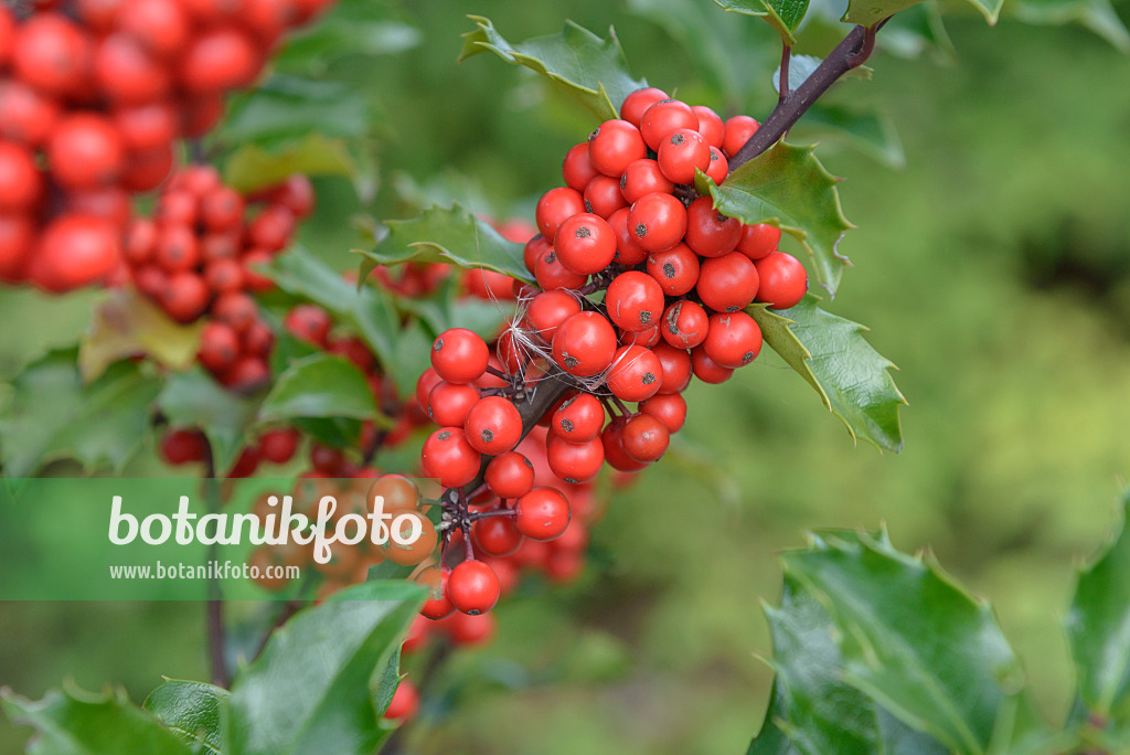 575126 - Stechpalme (Ilex x meserveae 'Blue Princess')