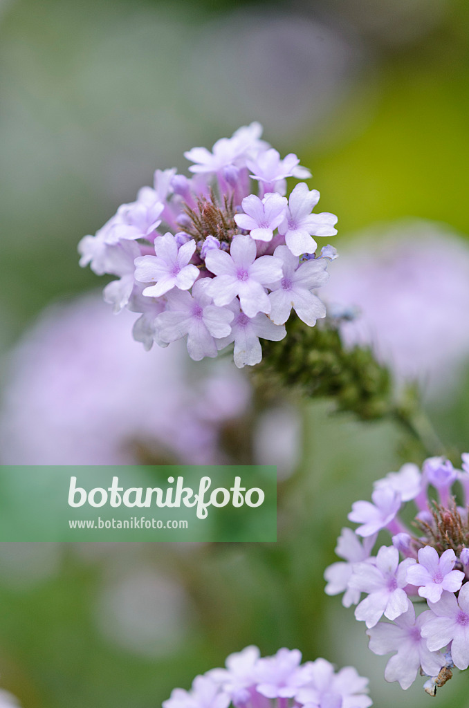524047 - Steifes Eisenkraut (Verbena rigida 'Polaris')