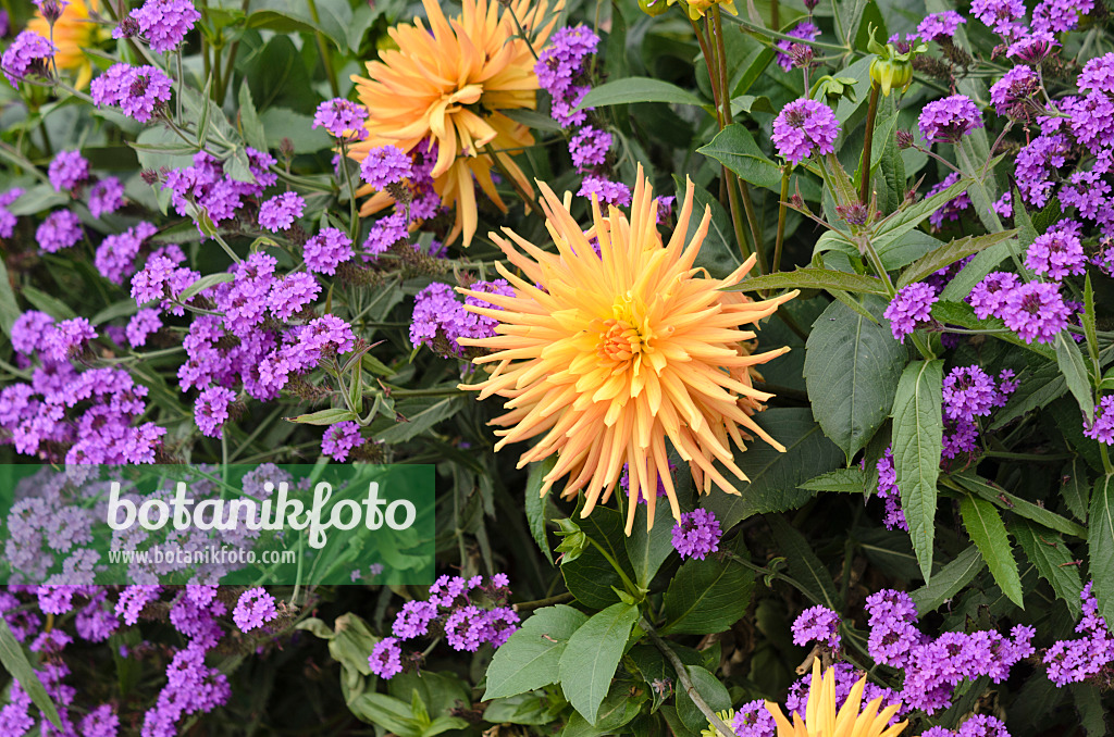536120 - Steifes Eisenkraut (Verbena rigida 'Santos') und Dahlie (Dahlia)