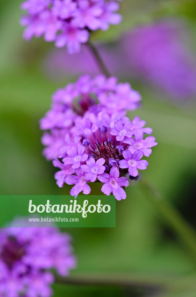 524074 - Steifes Eisenkraut (Verbena rigida 'Venosa')