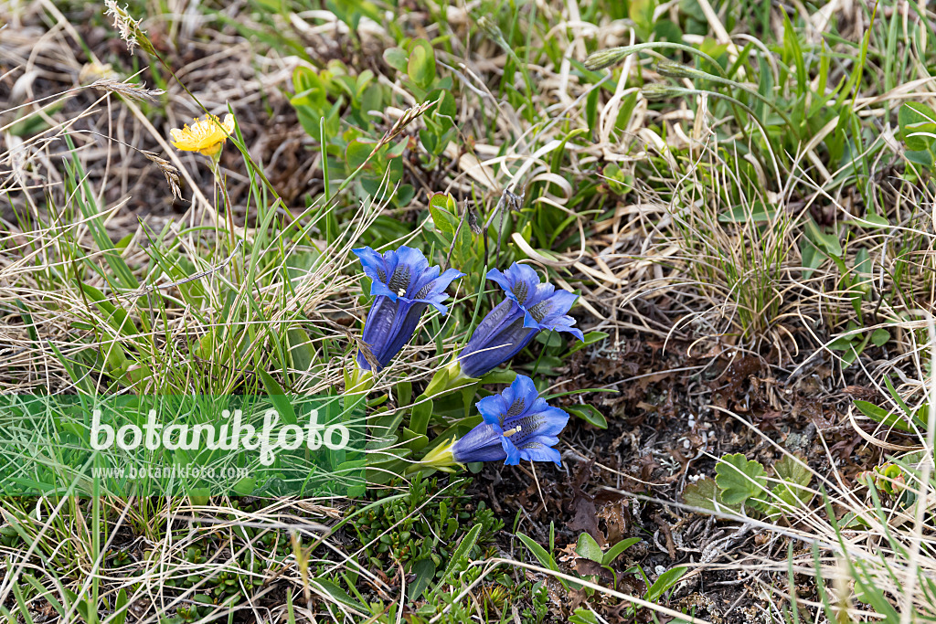 651292 - Stengelloser Enzian (Gentiana acaulis)