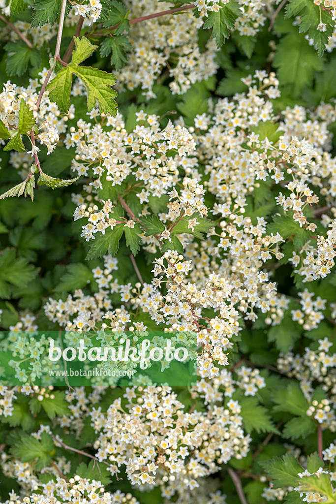 664450 - Stephanandra incisa 'Crispa'