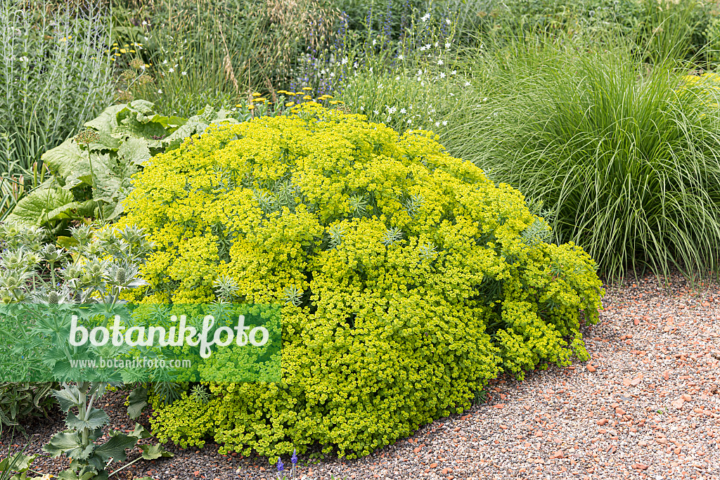 651256 - Steppenwolfsmilch (Euphorbia seguieriana subsp. niciciana)
