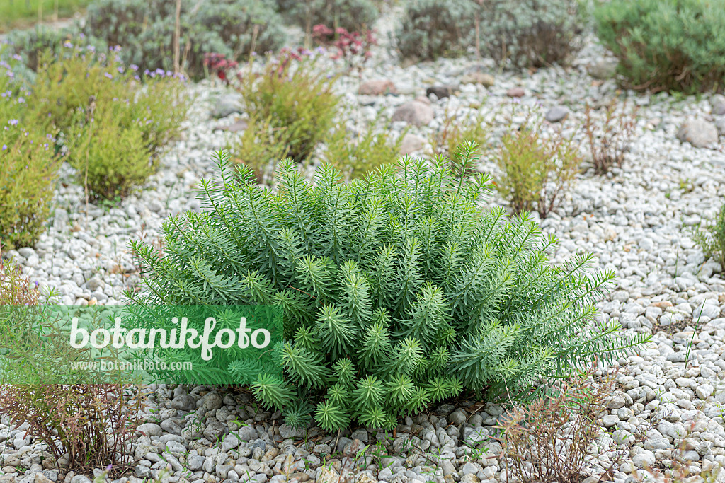 651257 - Steppenwolfsmilch (Euphorbia seguieriana subsp. niciciana)