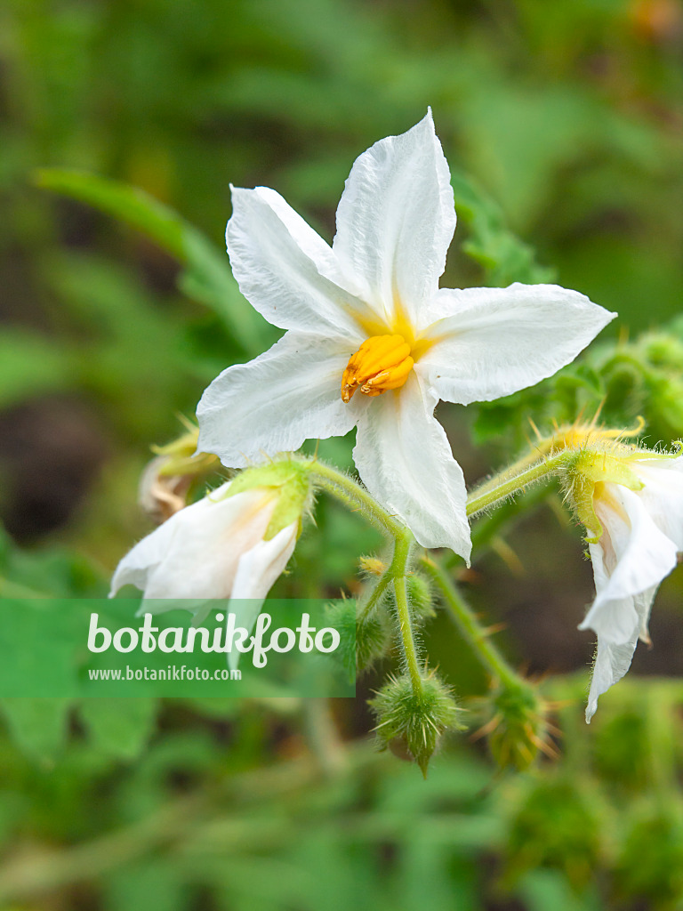 428312 - Sticky nightshade (Solanum sisymbriifolium)