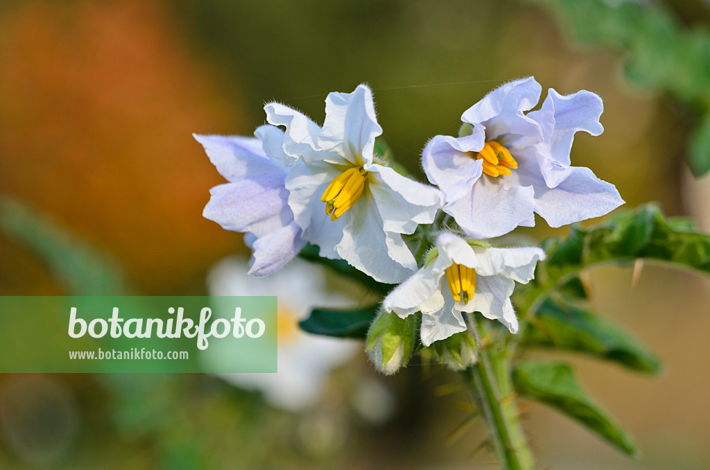 525366 - Sticky nightshade (Solanum sisymbriifolium)