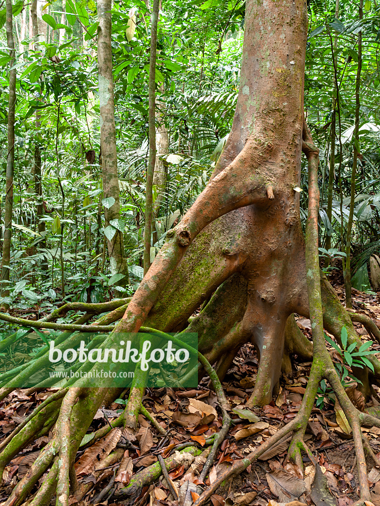 434354 - Stilt roots