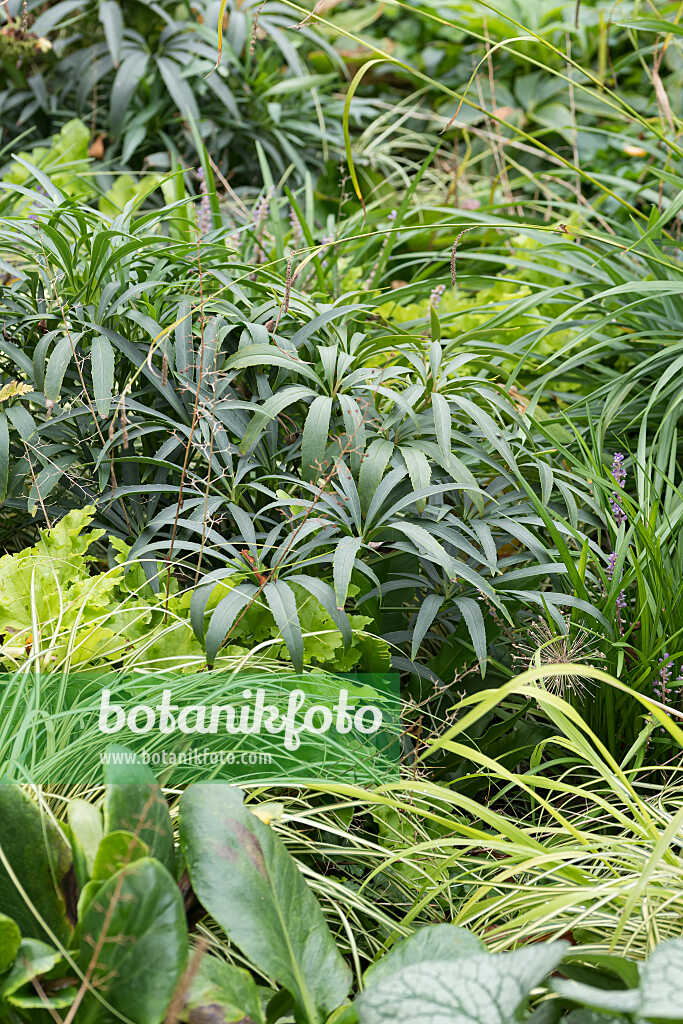 675074 - Stinking hellebore (Helleborus foetidus)