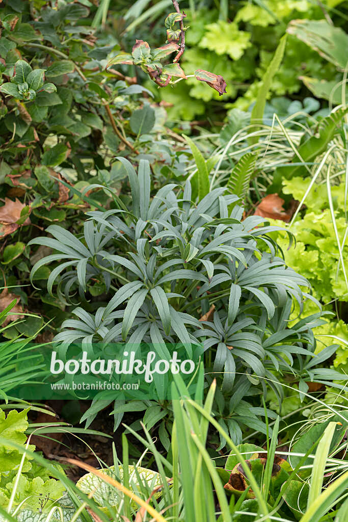 675075 - Stinking hellebore (Helleborus foetidus)