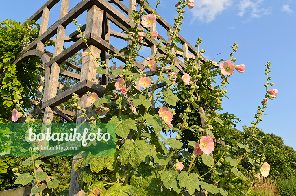 498140 - Stockrose (Alcea rosea) an einem Gartenpavillon