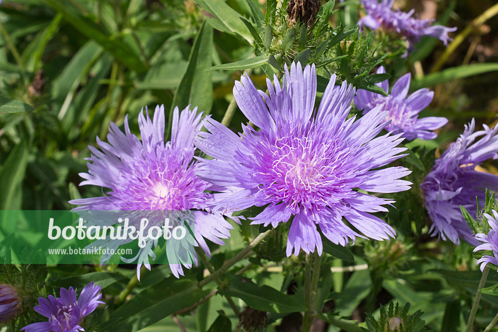 573020 - Stokes aster (Stokesia laevis)