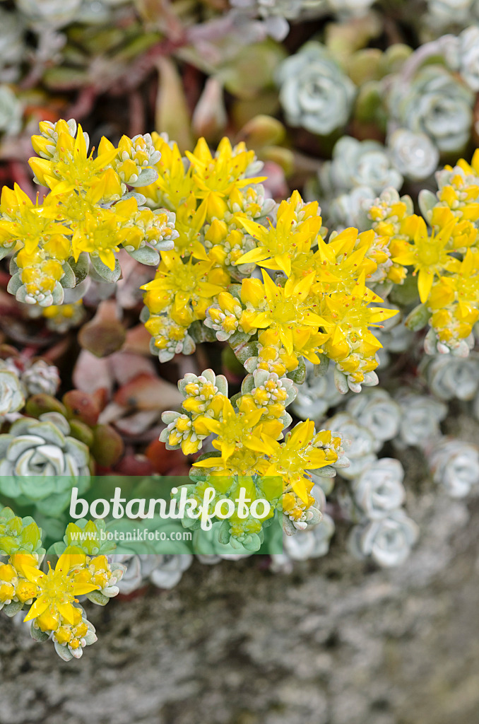 533515 - Stonecrop (Sedum)