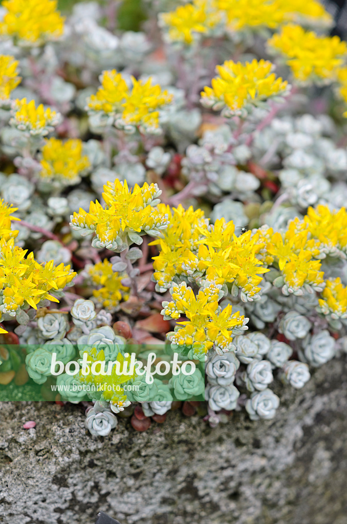 533529 - Stonecrop (Sedum)