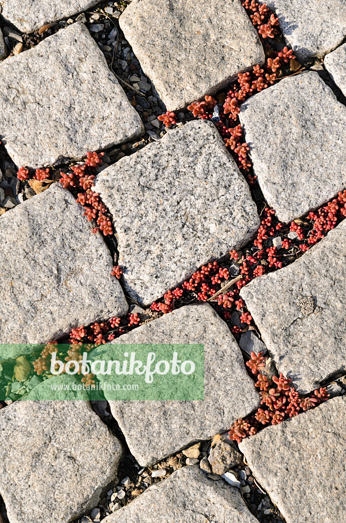 556042 - Stonecrop (Sedum) between cobblestones