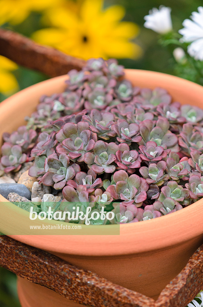 524183 - Stonecrop (Sedum) in a flower pot