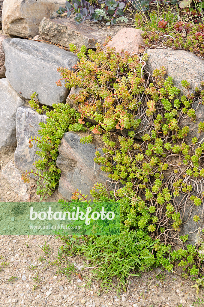 472424 - Stonecrop (Sedum) on a dry stone wall