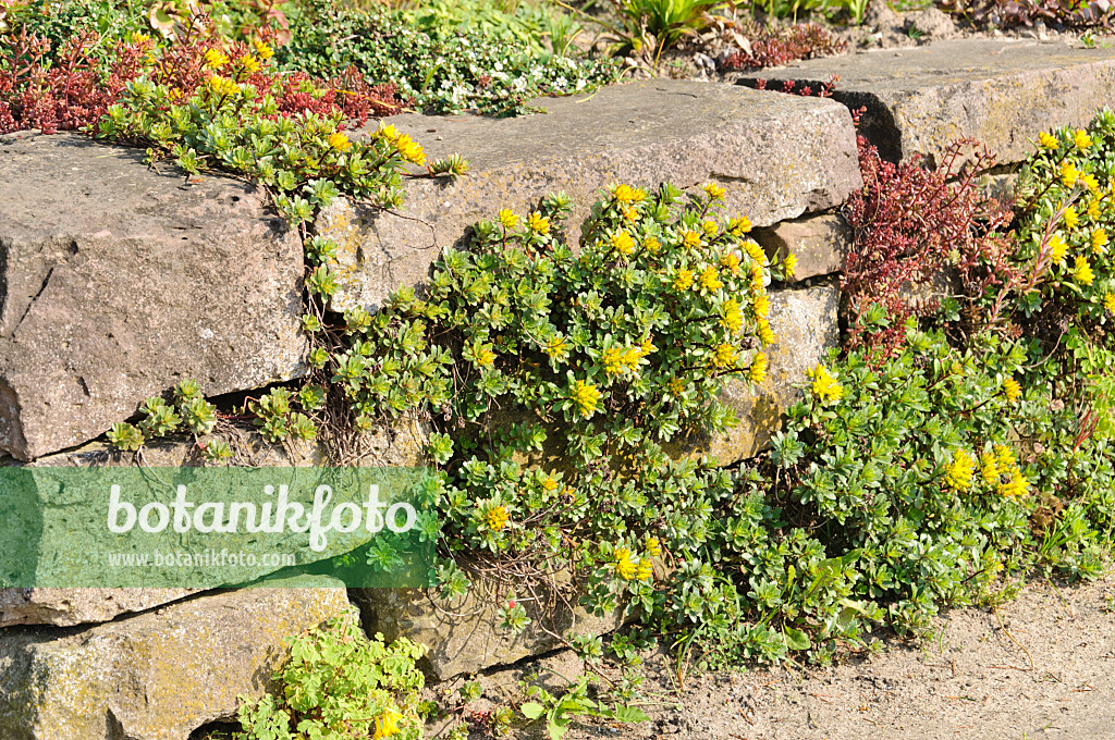 485013 - Stonecrop (Sedum) on a dry stone wall