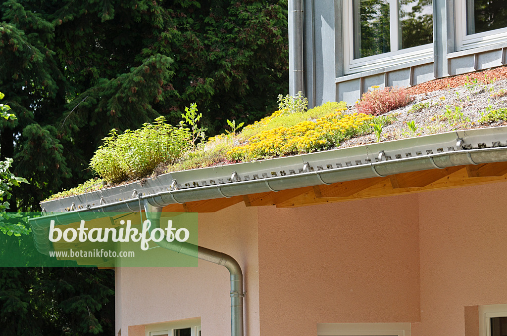 485069 - Stonecrop (Sedum) on a green roof