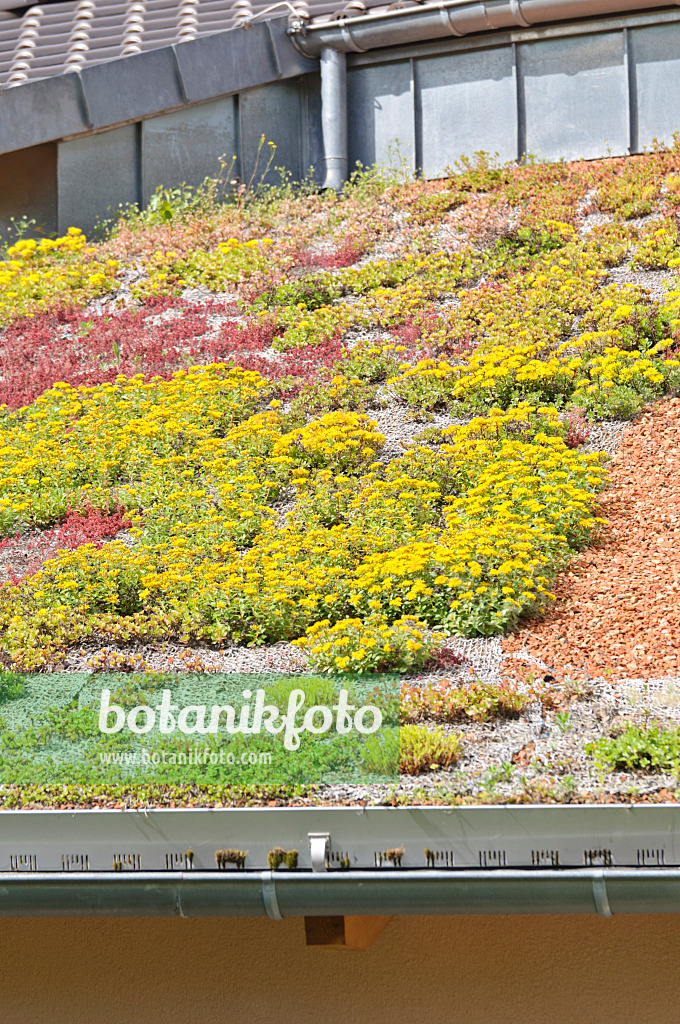 485070 - Stonecrop (Sedum) on a green roof