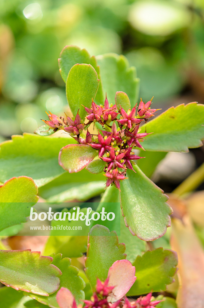 525267 - Stonecrop (Sedum) with red fruits
