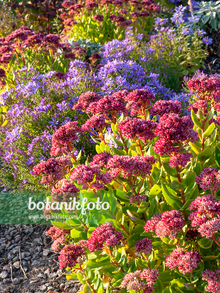 464090 - Stonecrops (Sedum) and asters (Aster)