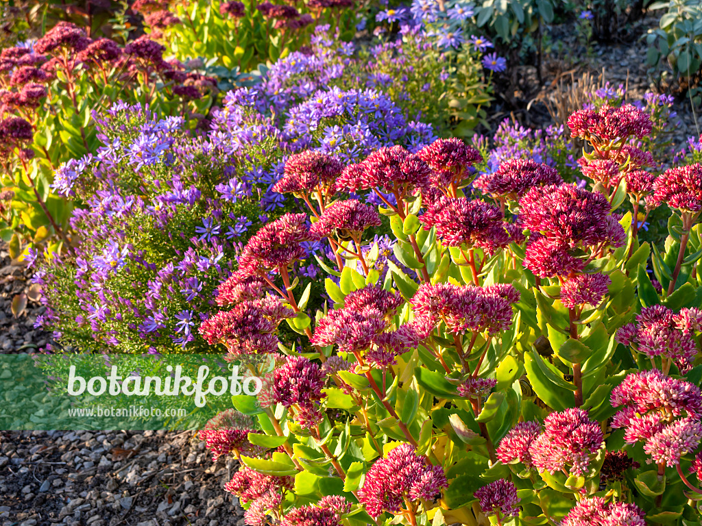 464091 - Stonecrops (Sedum) and asters (Aster)