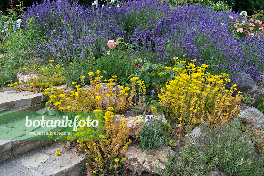 534248 - Stonecrops (Sedum) and lavenders (Lavandula)