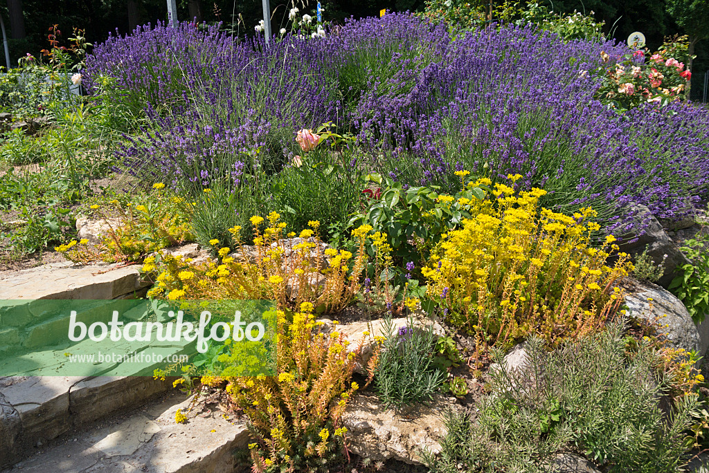 534249 - Stonecrops (Sedum) and lavenders (Lavandula)