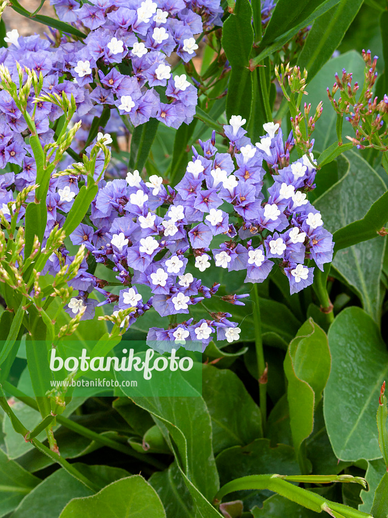 400138 - Strandflieder (Limonium redivivum)