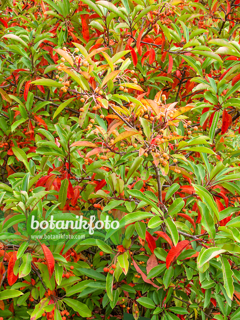465109 - Stranvaesia (Photinia davidiana syn. Stranvaesia davidiana)