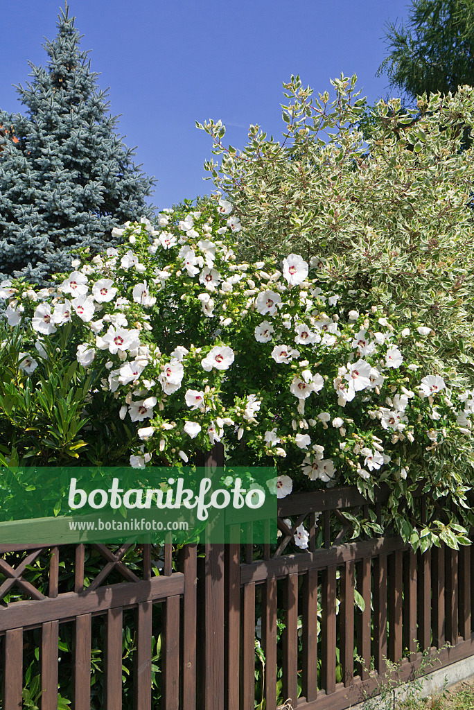 547024 - Straucheibisch (Hibiscus syriacus)