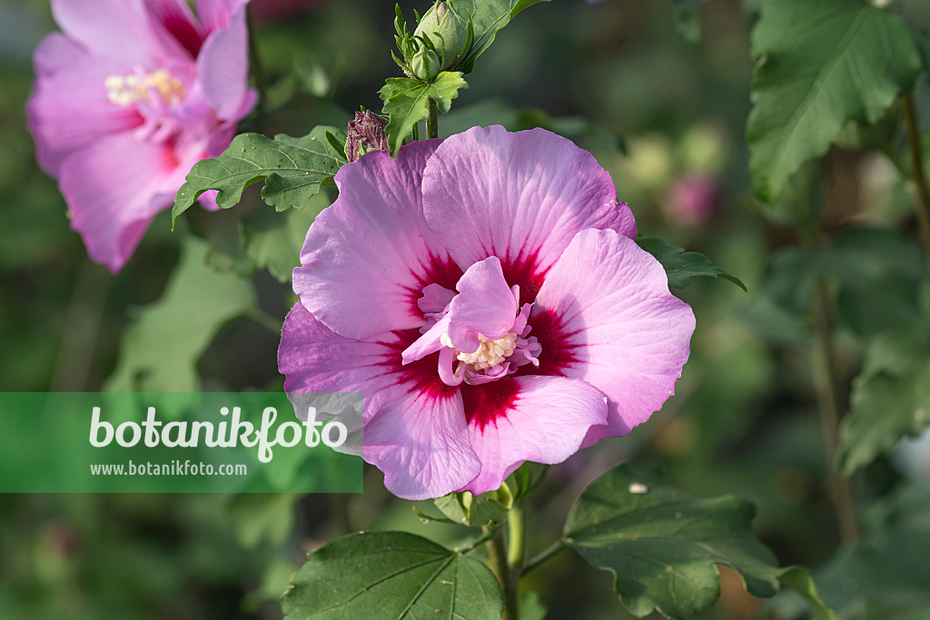 664181 - Straucheibisch (Hibiscus syriacus 'Eruption')