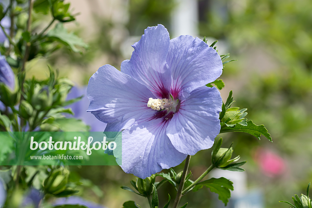 664180 - Straucheibisch (Hibiscus syriacus 'Oiseau Bleu')