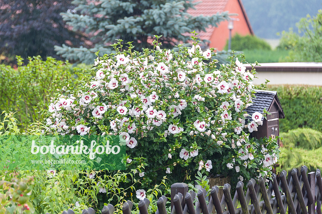 651319 - Straucheibisch (Hibiscus syriacus 'Red Heart')