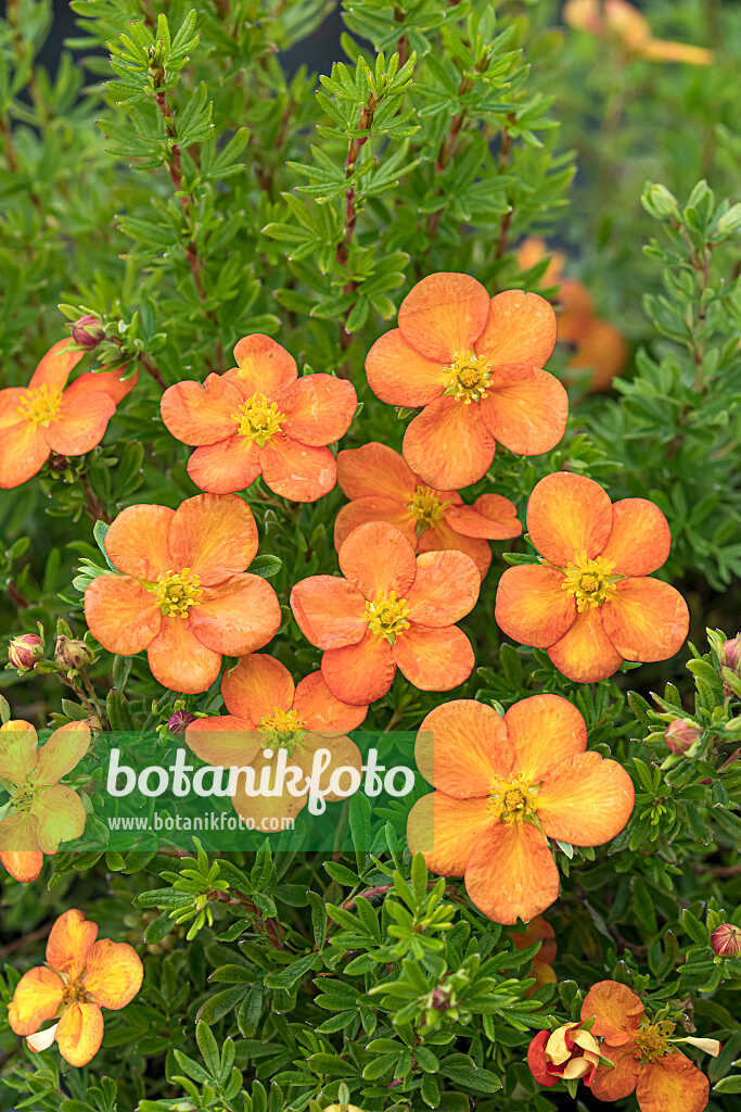 675294 - Strauchfingerkraut (Potentilla fruticosa 'Bella Sol')