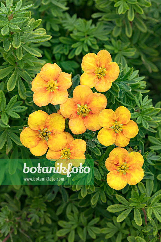 675296 - Strauchfingerkraut (Potentilla fruticosa 'Mango Tango')