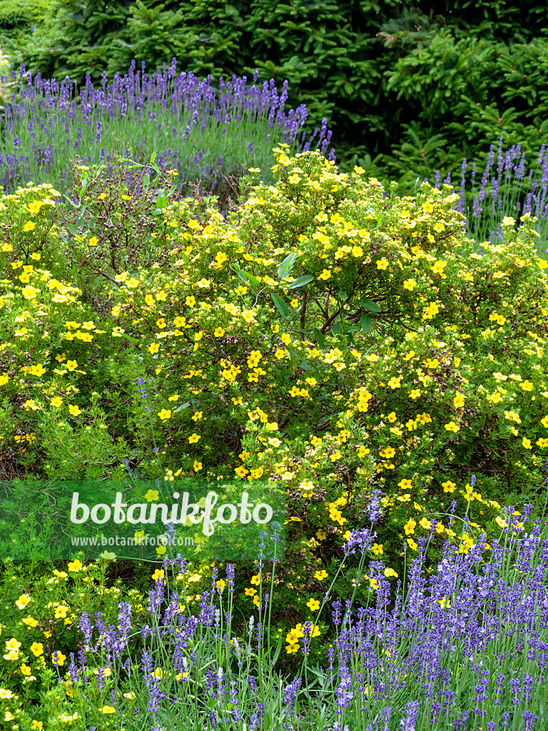 438303 - Strauchfingerkraut (Potentilla fruticosa var. arbuscula)