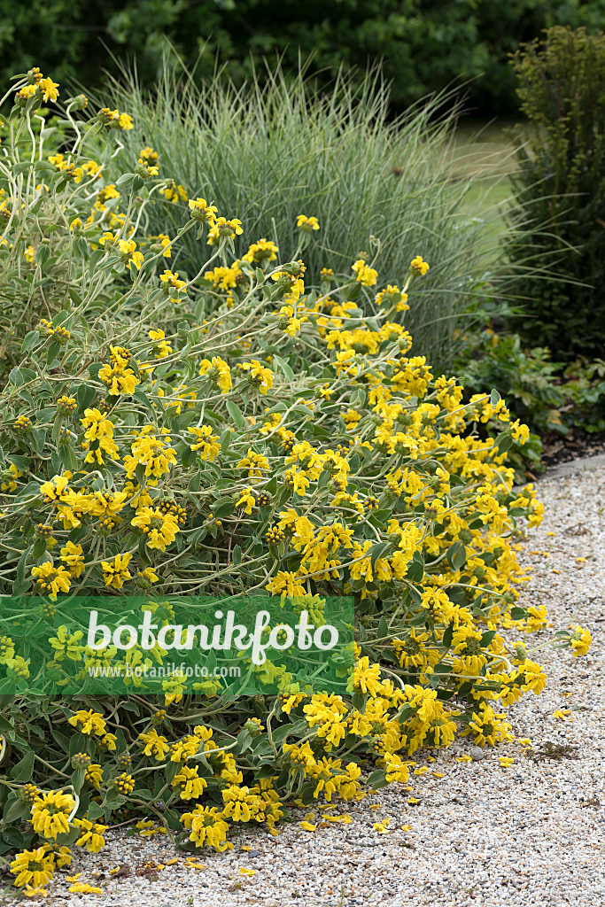 664300 - Strauchiges Brandkraut (Phlomis fruticosa)