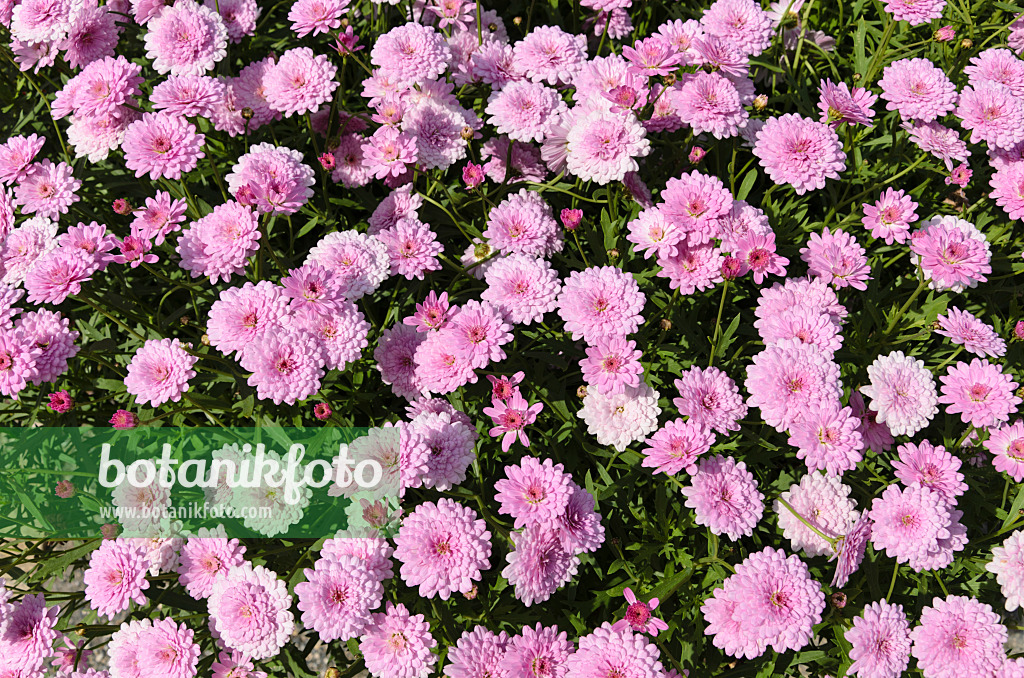 498078 - Strauchmargerite (Argyranthemum frutescens 'Summer Melody')