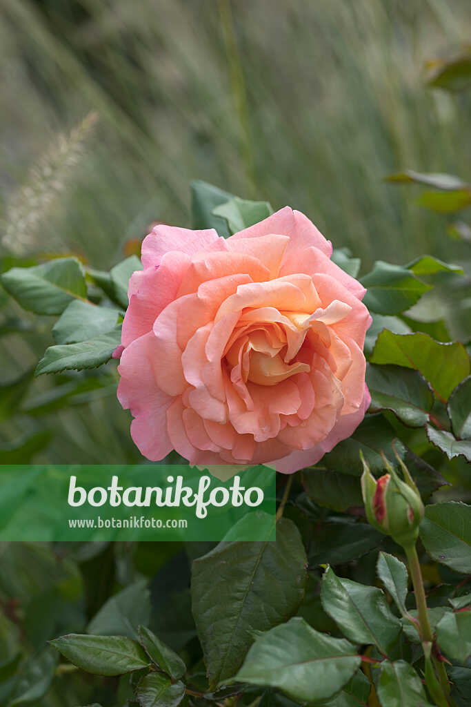 675345 - Strauchrose (Rosa Augusta Luise)