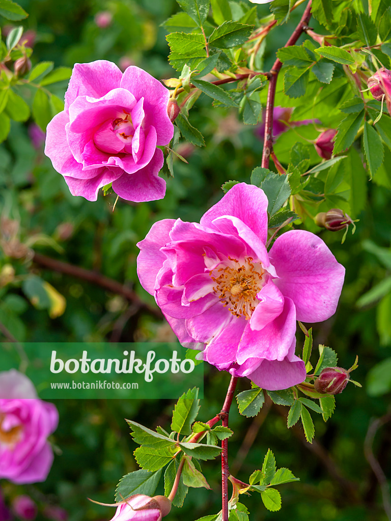 460166 - Strauchrose (Rosa Betty Bland)