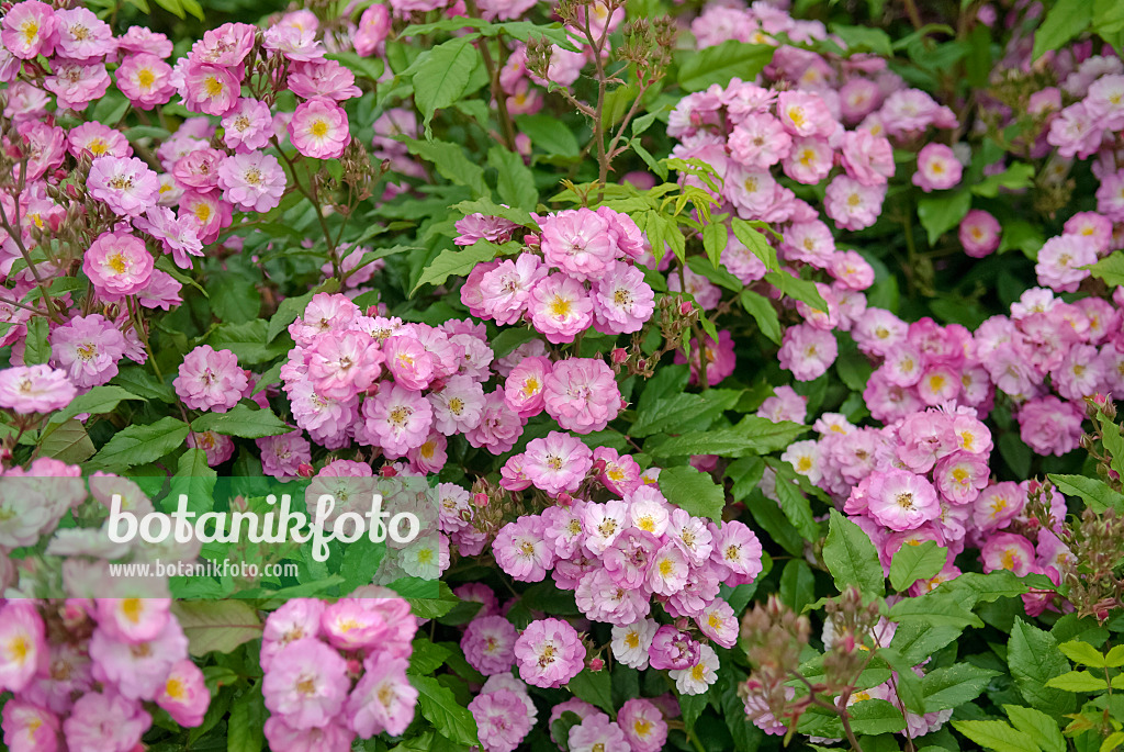 490152 - Strauchrose (Rosa Dentelle de Bruxelles syn. Rosa Lenkivi)