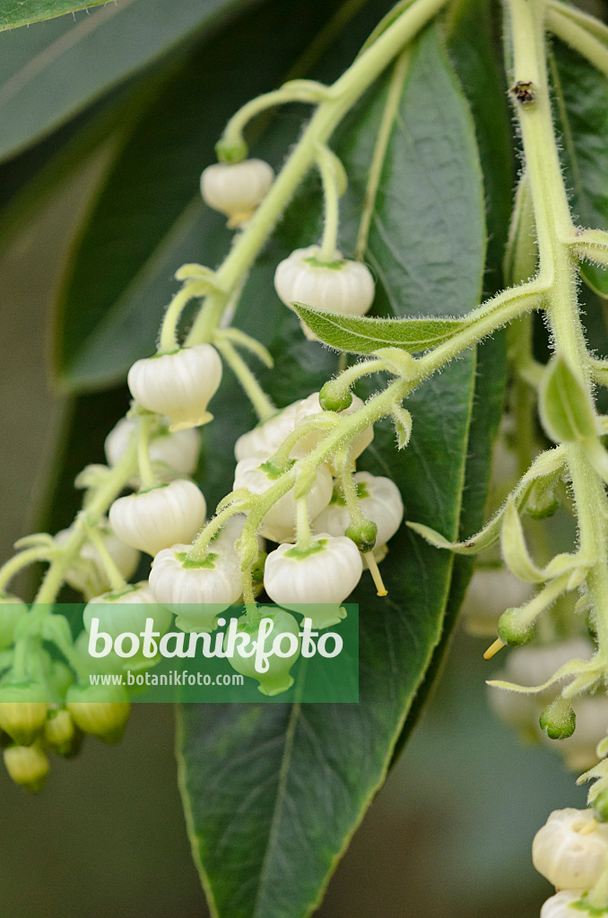 529155 - Strawberry tree (Arbutus canariensis)