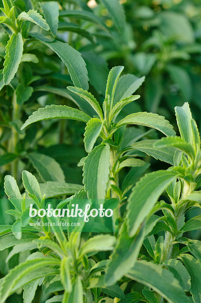 476017 - Süßkraut (Stevia rebaudiana)