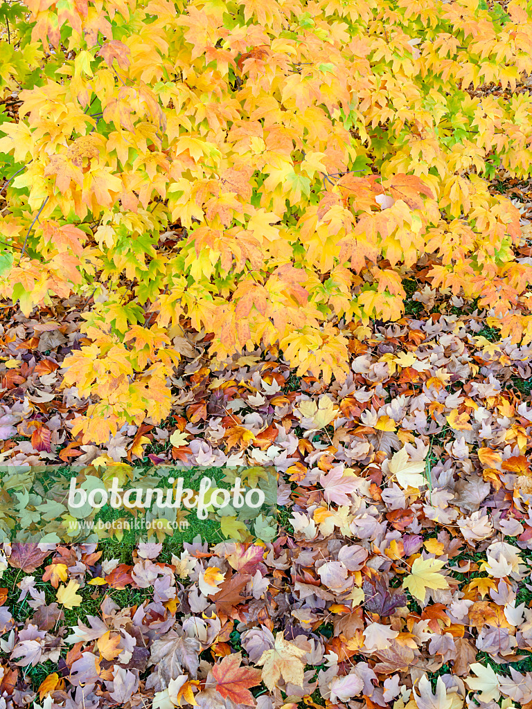 465234 - Sugar maple (Acer saccharum subsp. floridanum)