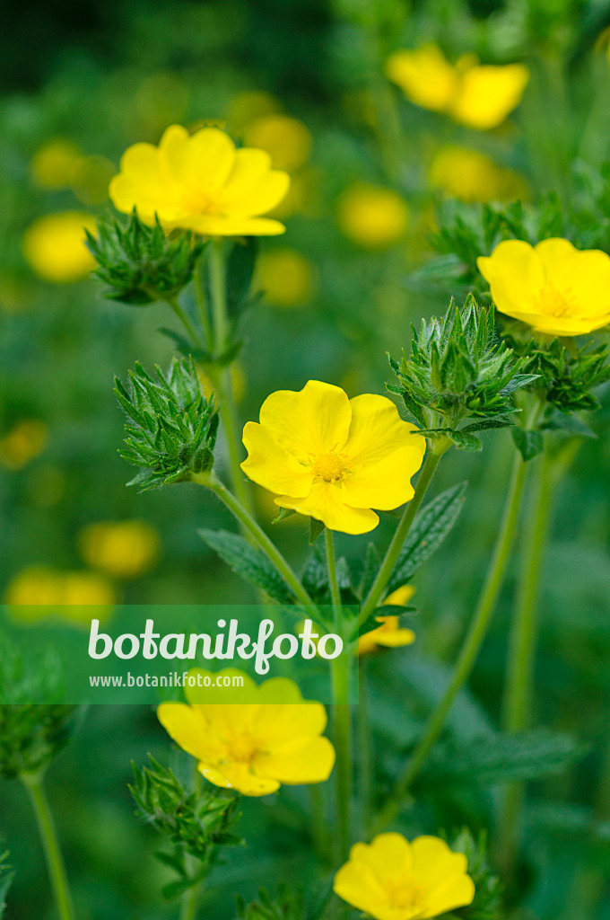 484292 - Sulphur cinquefoil (Potentilla recta)
