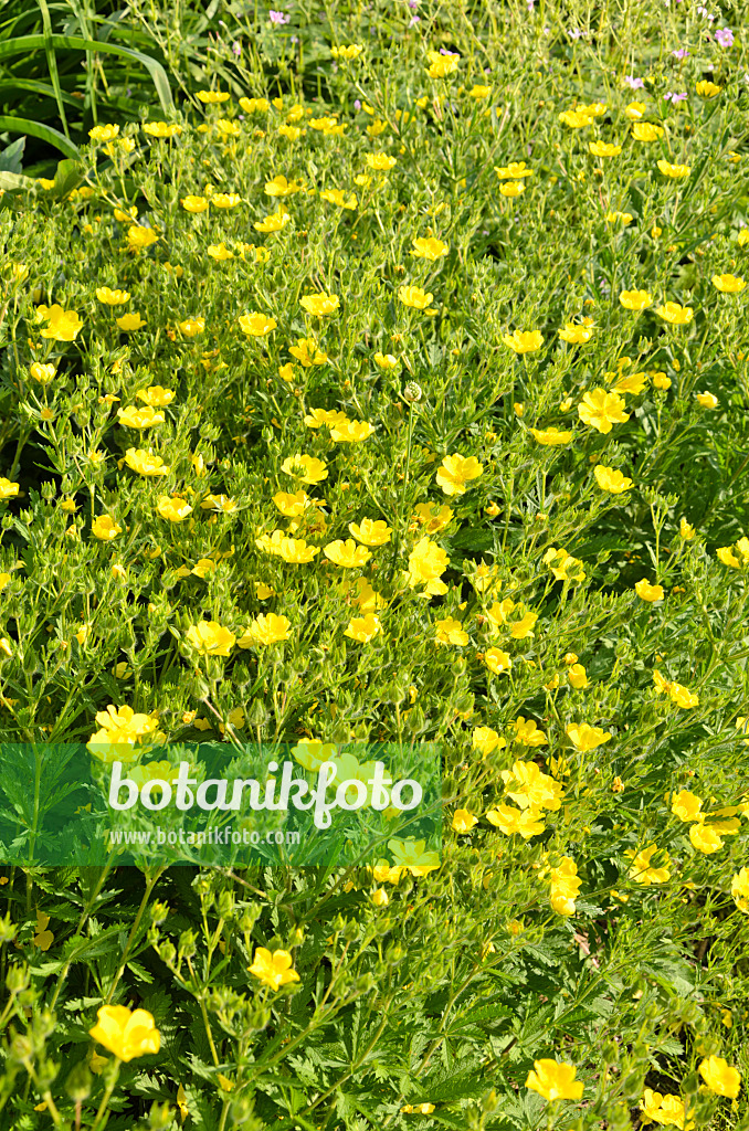 521429 - Sulphur cinquefoil (Potentilla recta 'Warrenii')